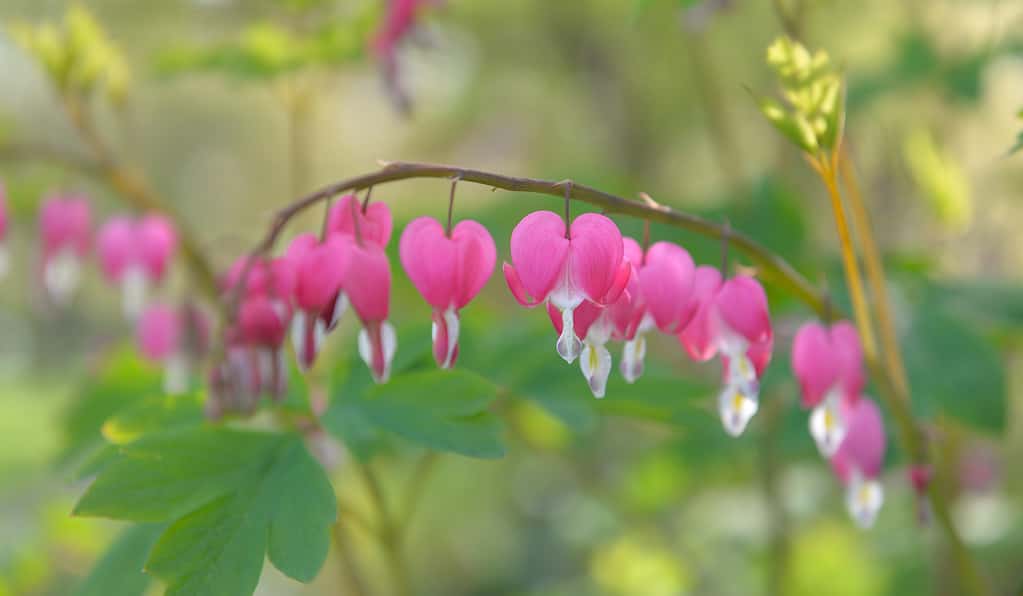 beautiful  flowers of Dicentra spectabilis bleeding heart in hearts shapes in bloom on green background