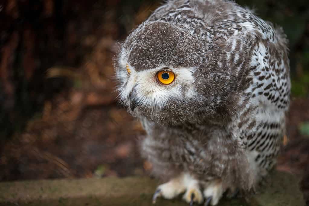 Jung snowy polar owl