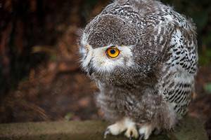 Baby Owl: 8 Adorable Pictures and 10 Amazing Facts Picture