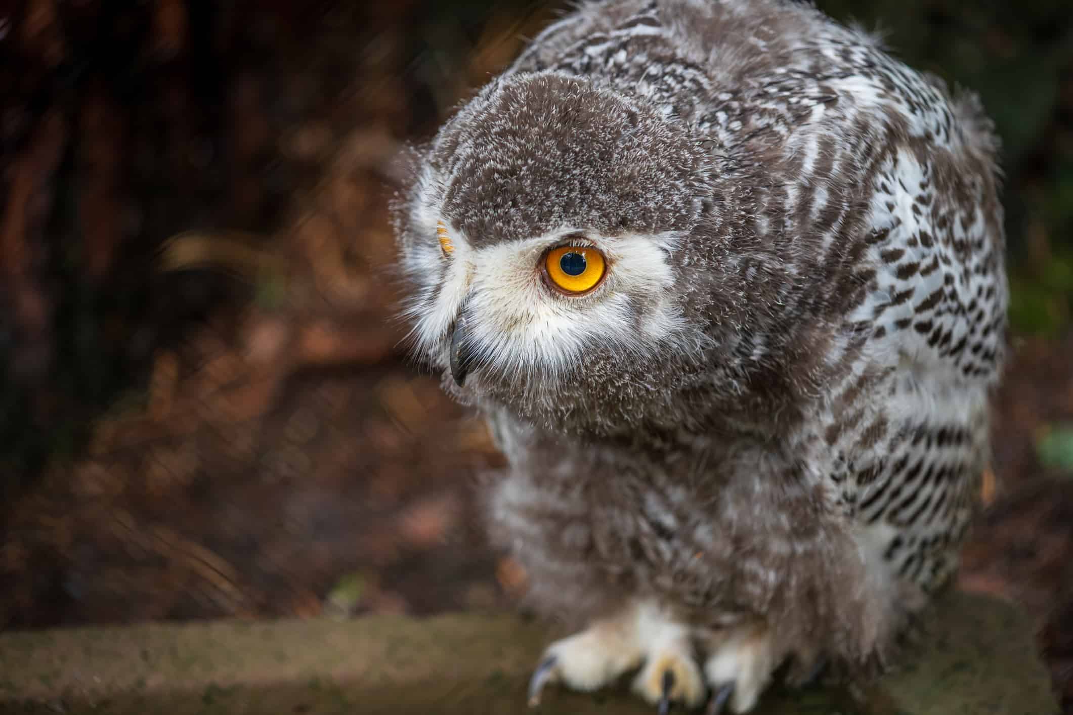 Baby Owl: 8 Adorable Pictures and 10 Amazing Facts - A-Z Animals