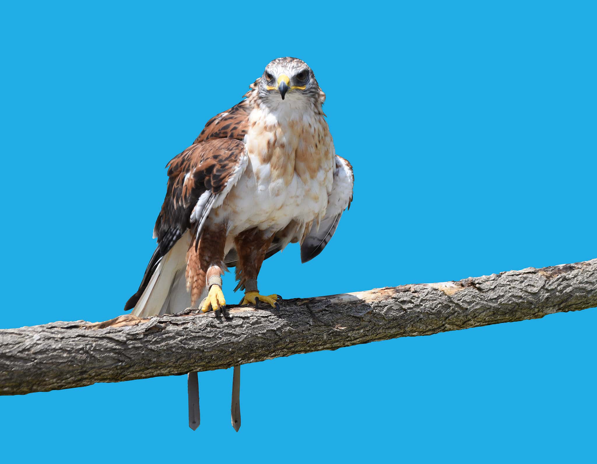 Are Birds ColdBlooded or WarmBlooded? AZ Animals