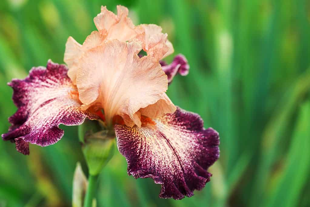 Tall bearded Iris flower - Secret Melody