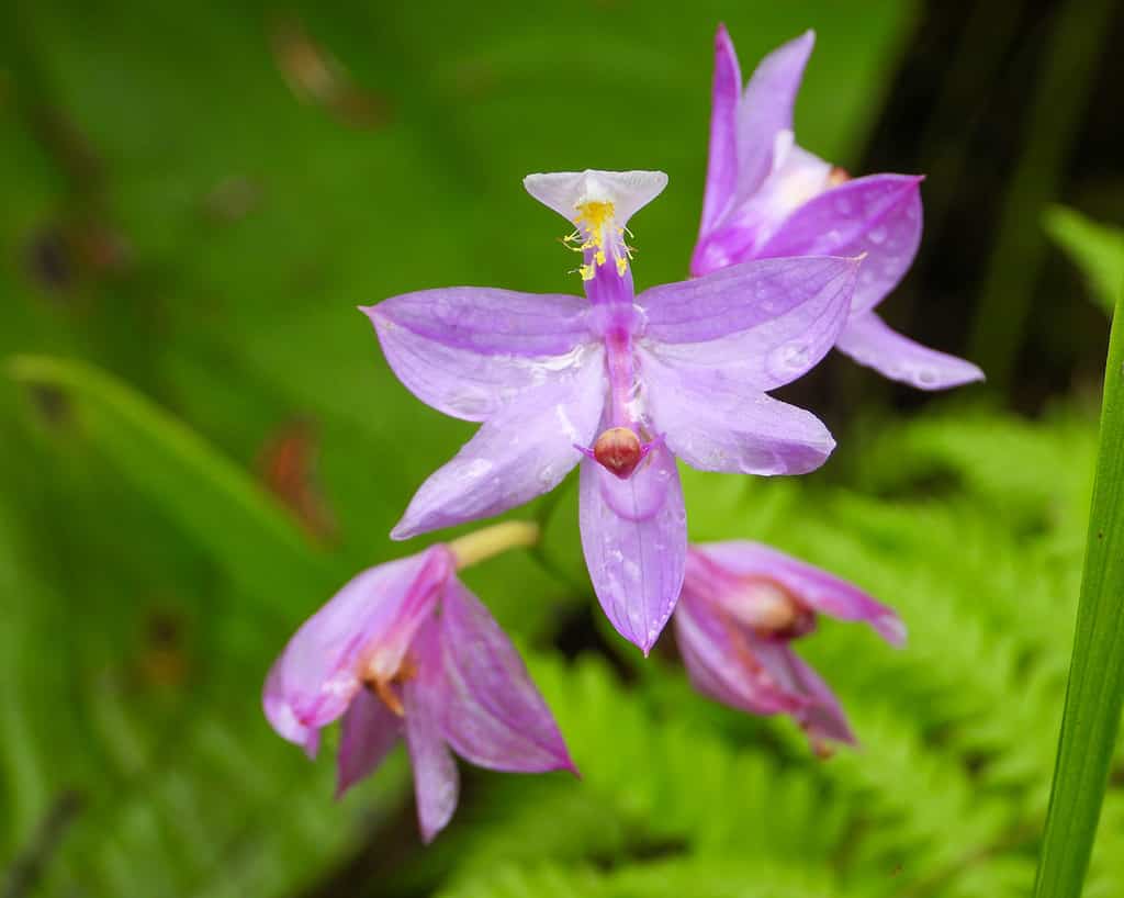 Calopogon tuberosus (Tuberous Grass-pink) Native North American Orchid Flower