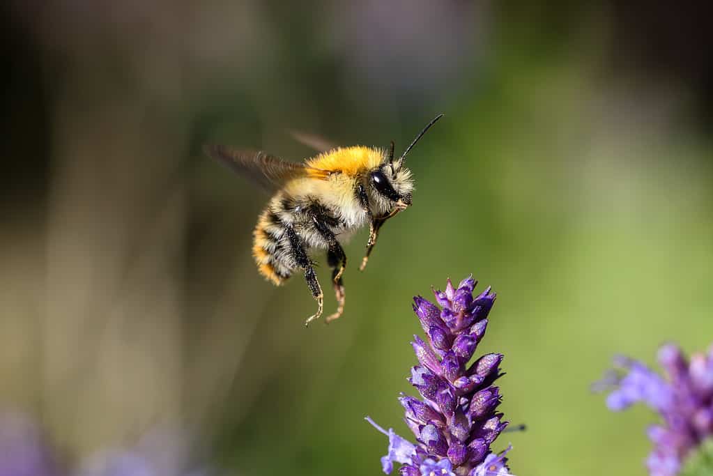 a flying bumblebee in the garden bed with Agastache flowers