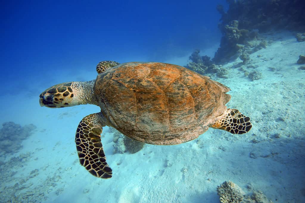 Underwater view of a turtle swimming
