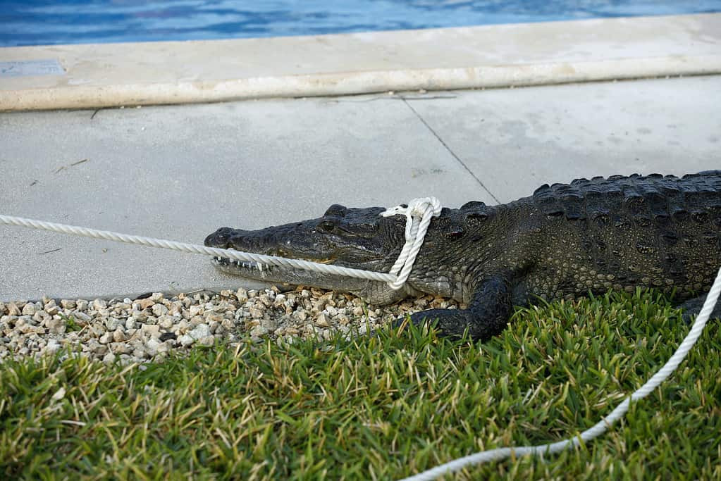 Trespassing Alligator