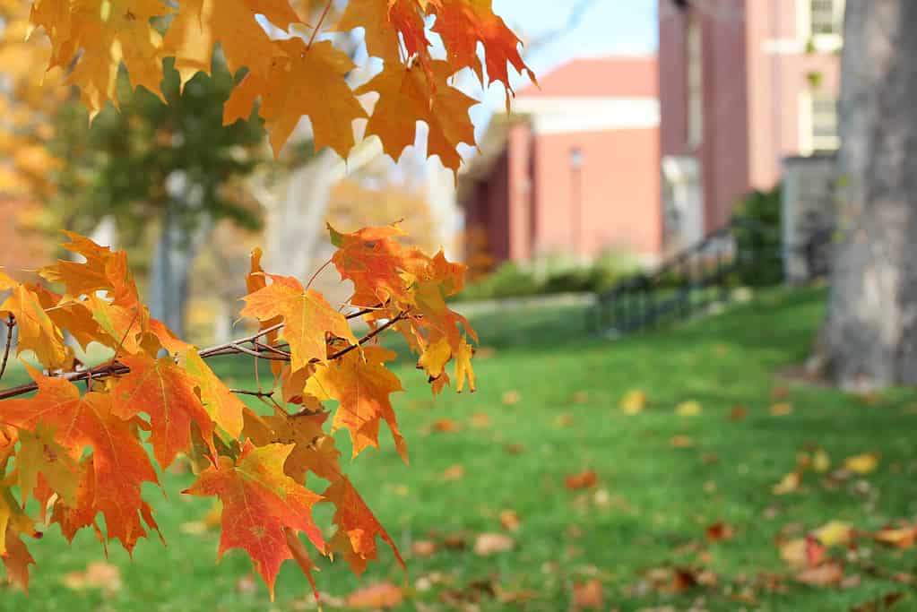 Campus in Autumn