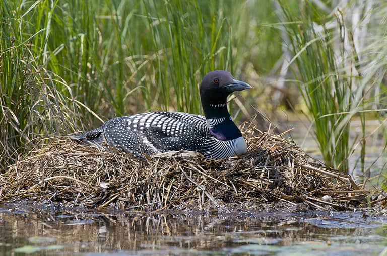Nesting Loon