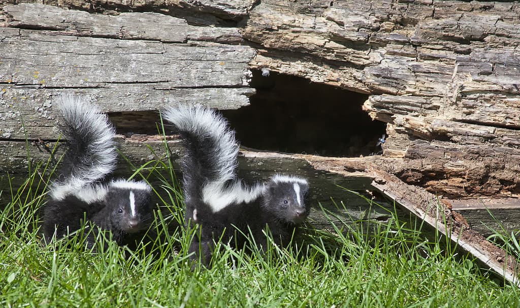 Young skunk pair
