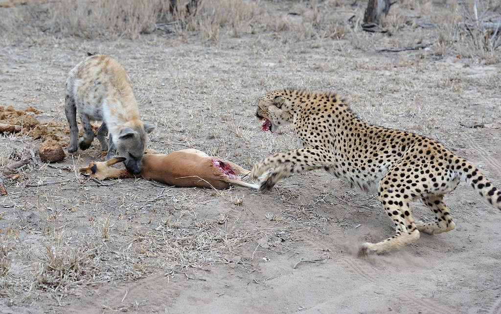 Cheetah versus hyena