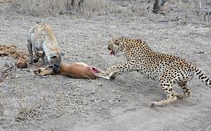 Hungry Hyenas Harass a Pair of Cheetahs For Their Lunch, Only For a Lion to Come Clean Up Picture