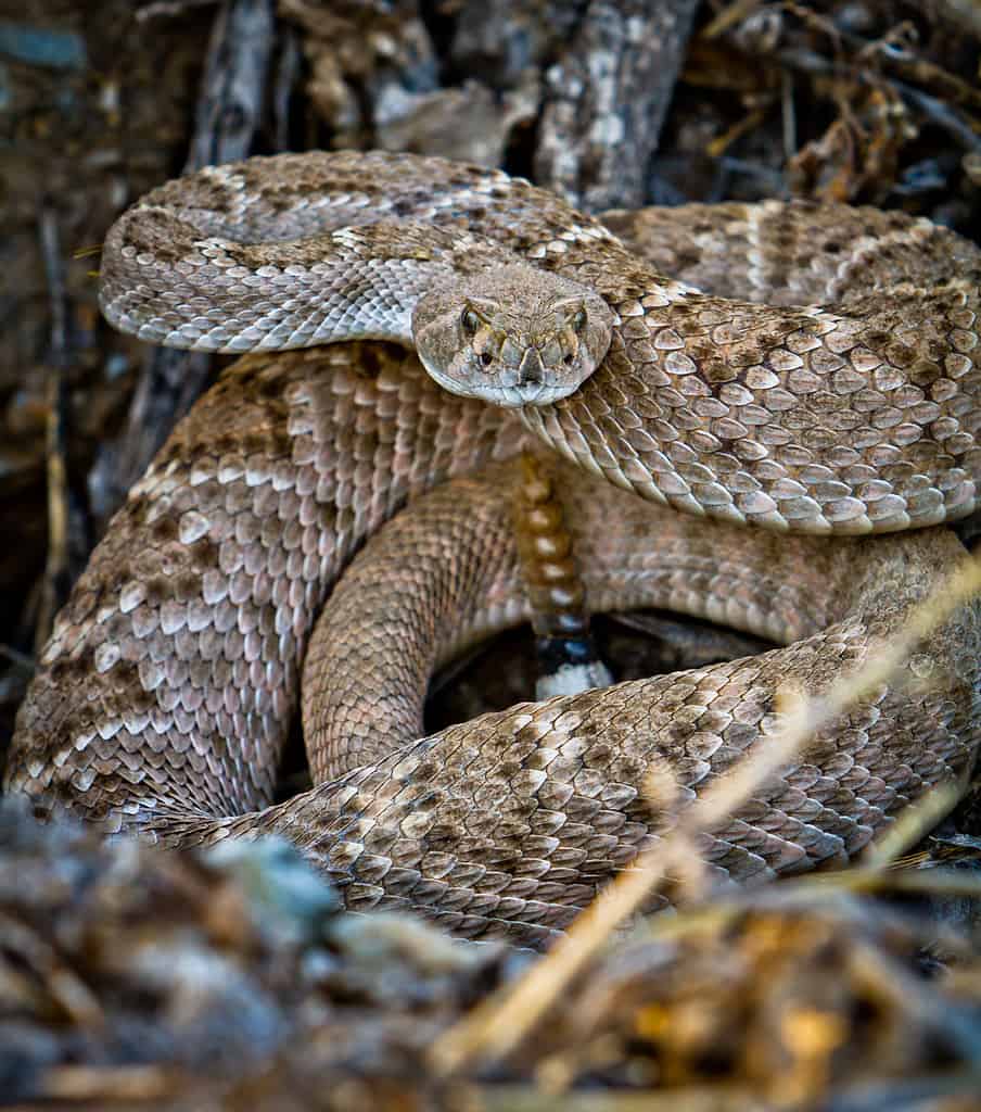 Coiled diamondback rattlesnake in leaf litter