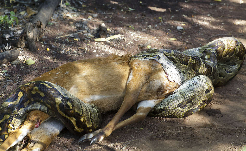 Snake eats deer