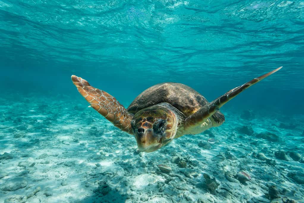 Loggerhead sea turtle swimming in clear turquoise water on reef