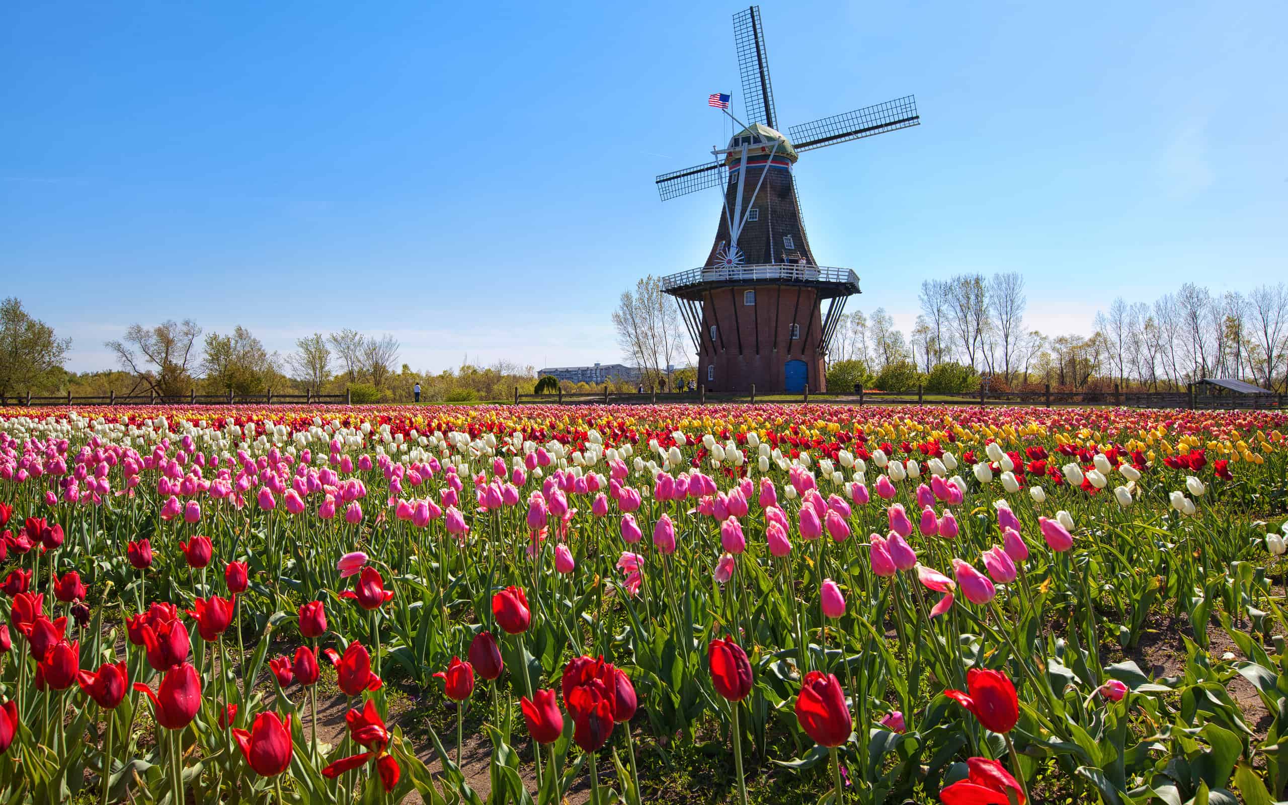Holland - Michigan, Michigan, Tulip, Springtime, Windmill