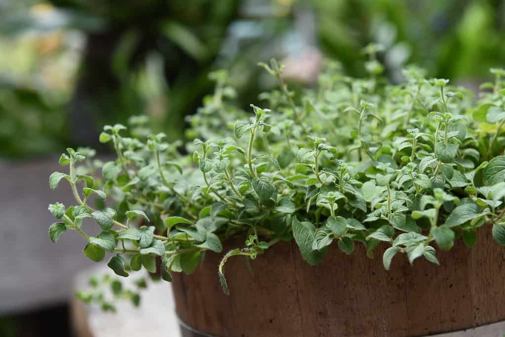 Oregano plant in growing pot