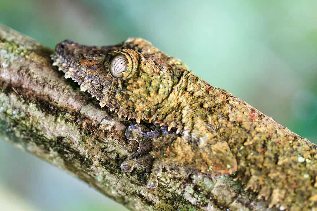 Gecko side portrait