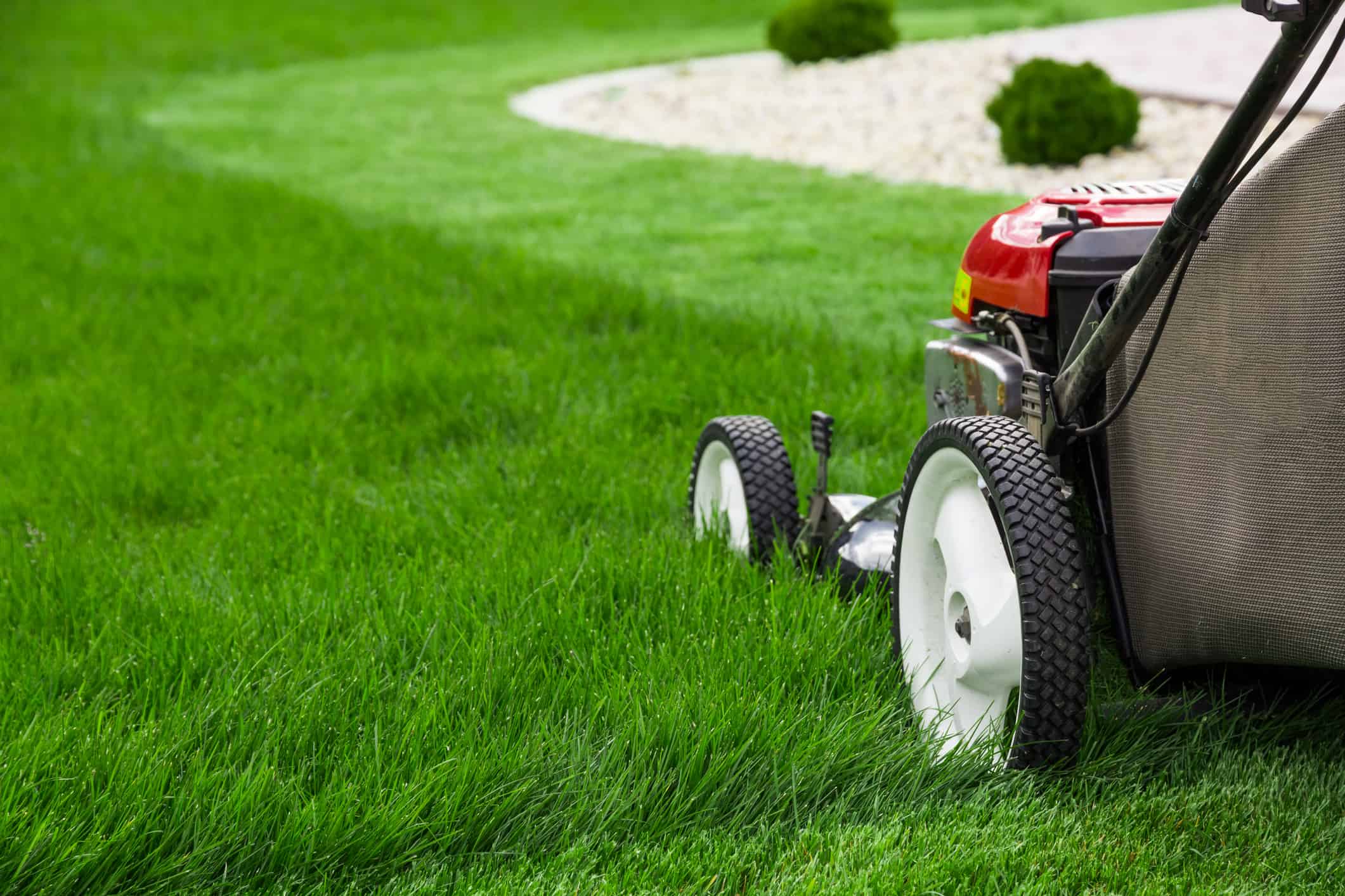 Leaving cut best sale grass on lawn