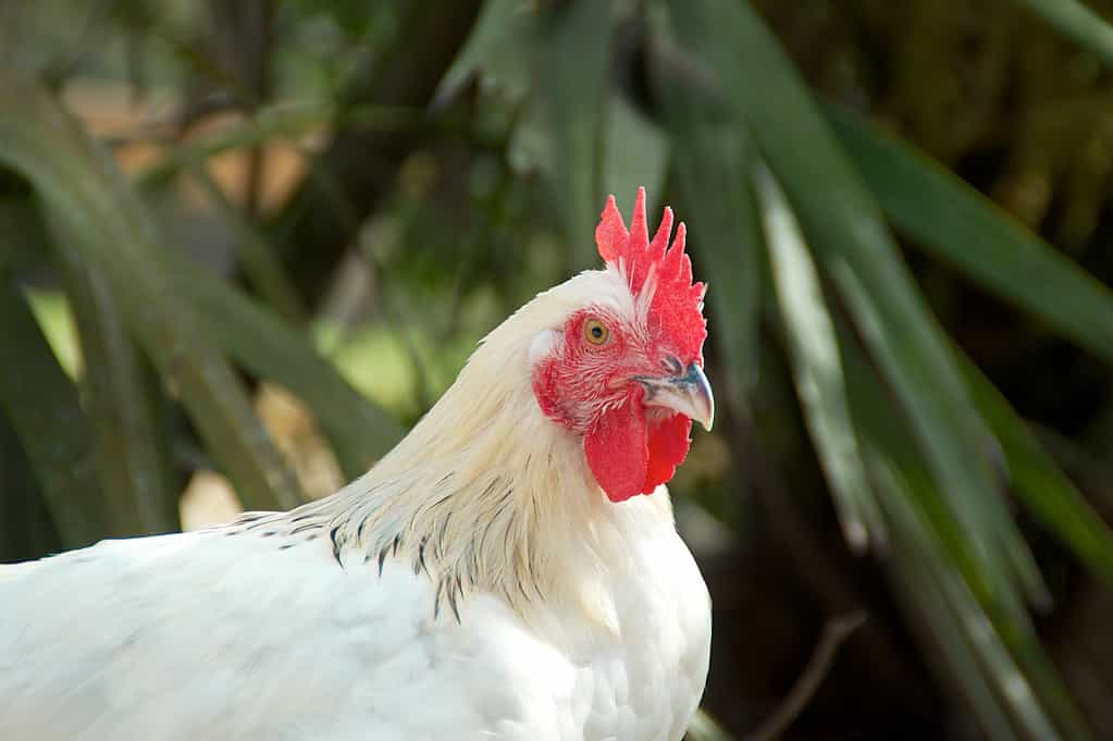 portrait of white Marans chicken