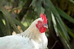 Marans