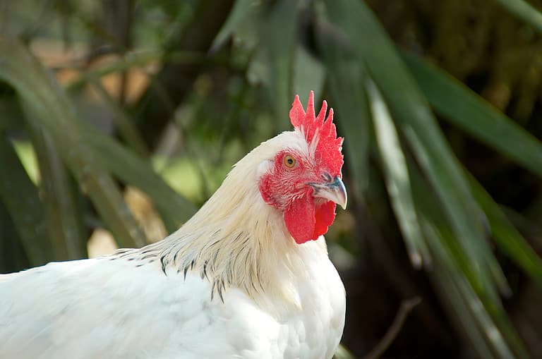 Marans Chicken
