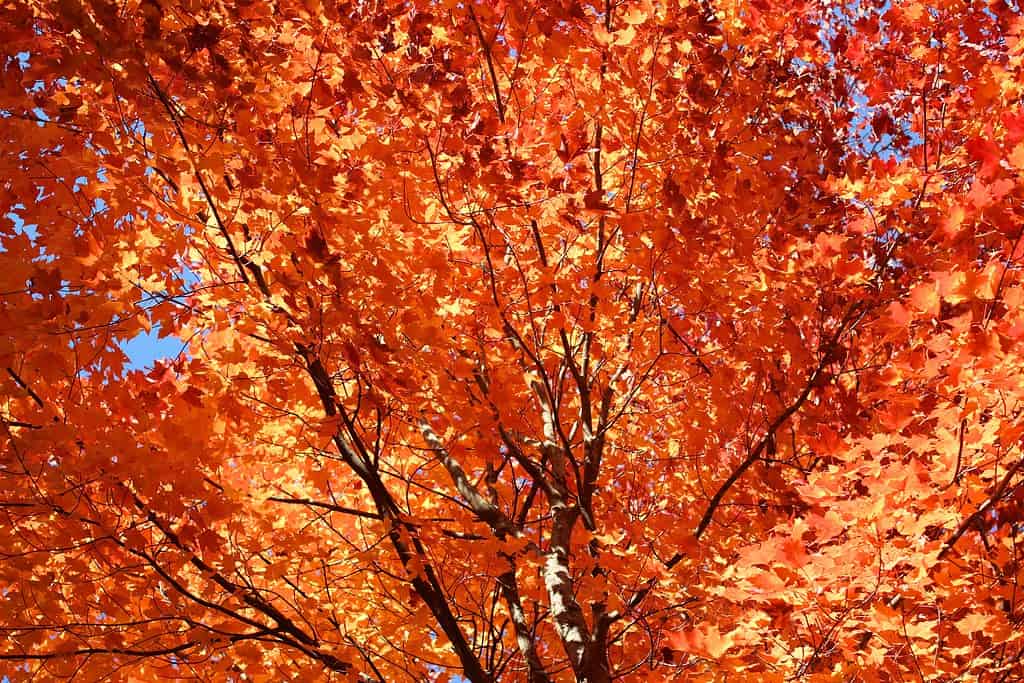 Orange and Red Maple Leaves Against Blue Sky