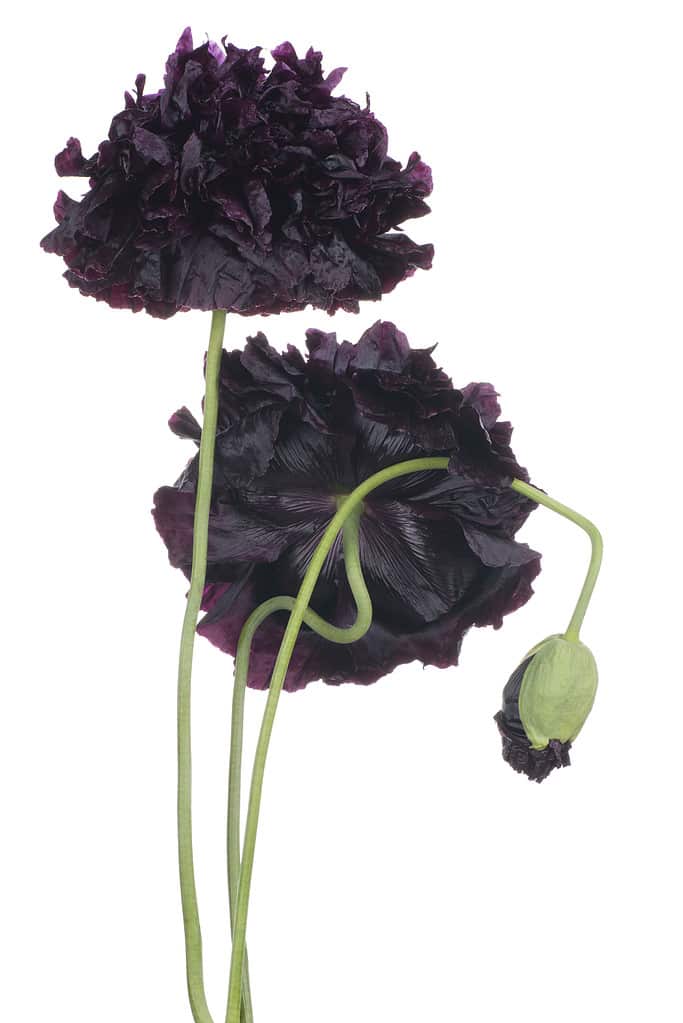 black poppy