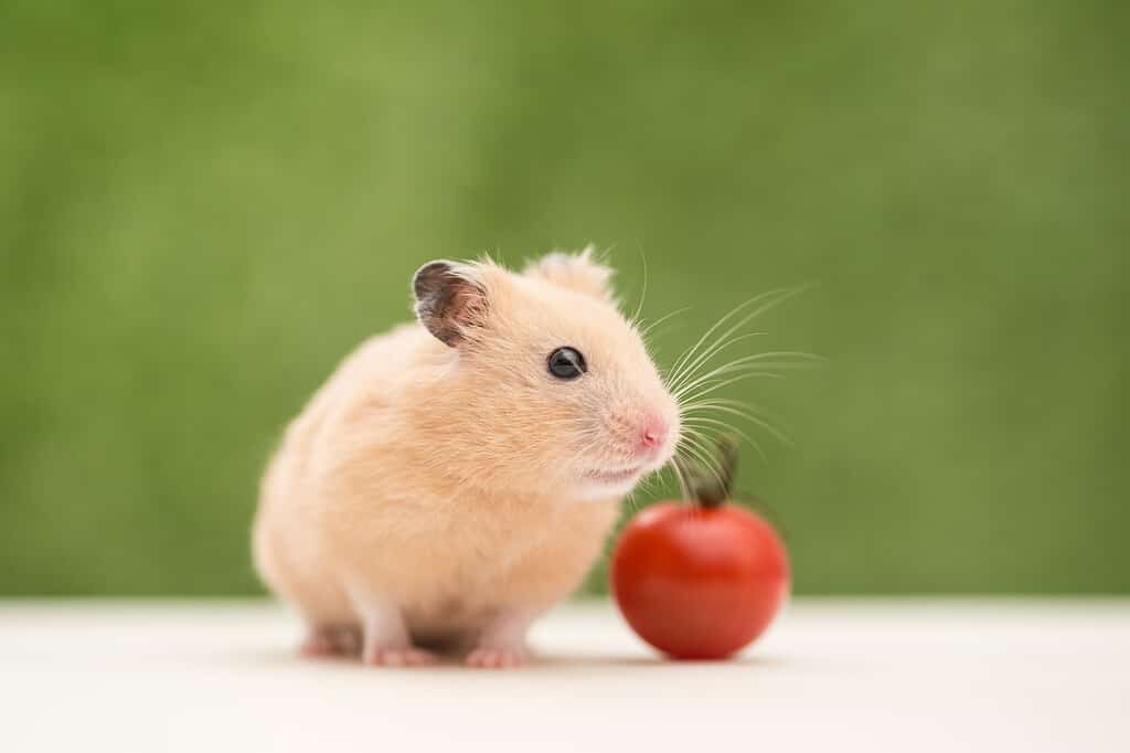 Golden Hamster