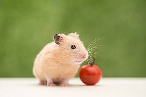 Can Hamsters Eat Tomatoes? photo