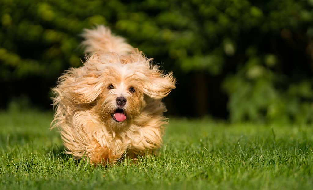Happy orange havanese dog running towards camera in the grass