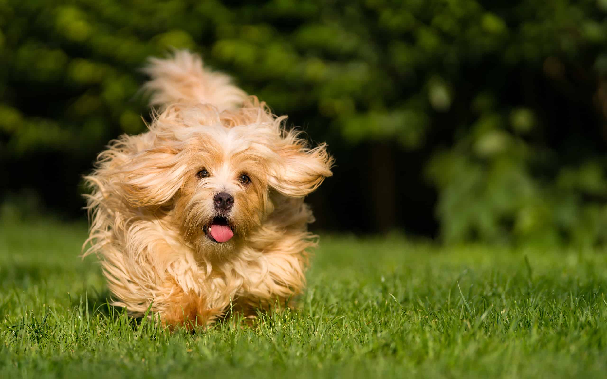 Happy orange havanese dog running towards camera in the grass