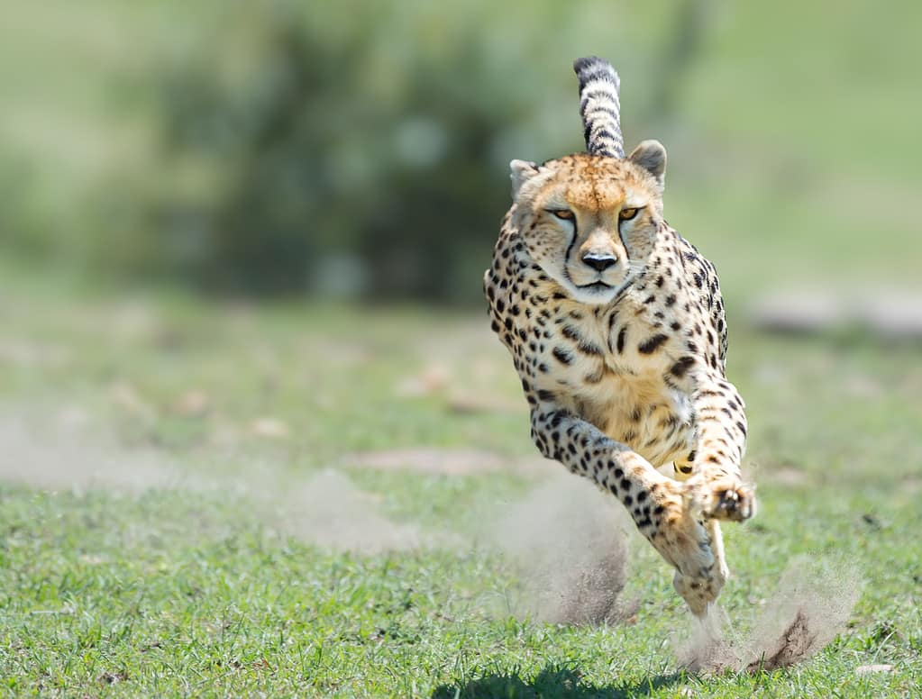 The speed of the leopard explained - why are they so fast! - LPRD