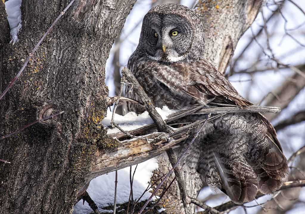 Great Gray Owl