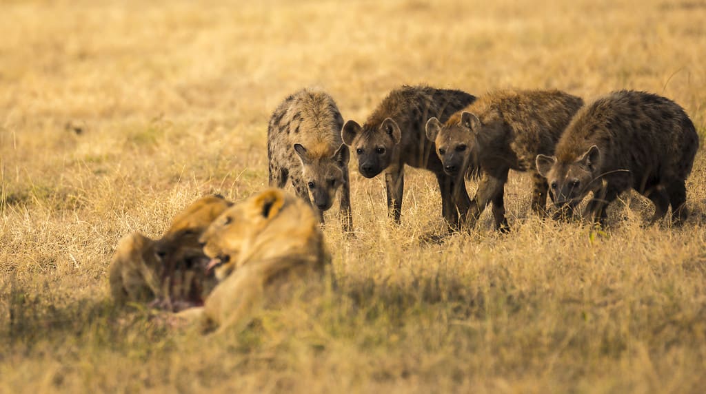 Hyenas versus lions