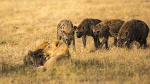 Watch Lions Lash out at Hyenas Trying to Steal Their Scraps and Start an All-Out War! photo