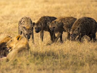 A Watch Lions Lash out at Hyenas Trying to Steal Their Scraps and Start an All-Out War!