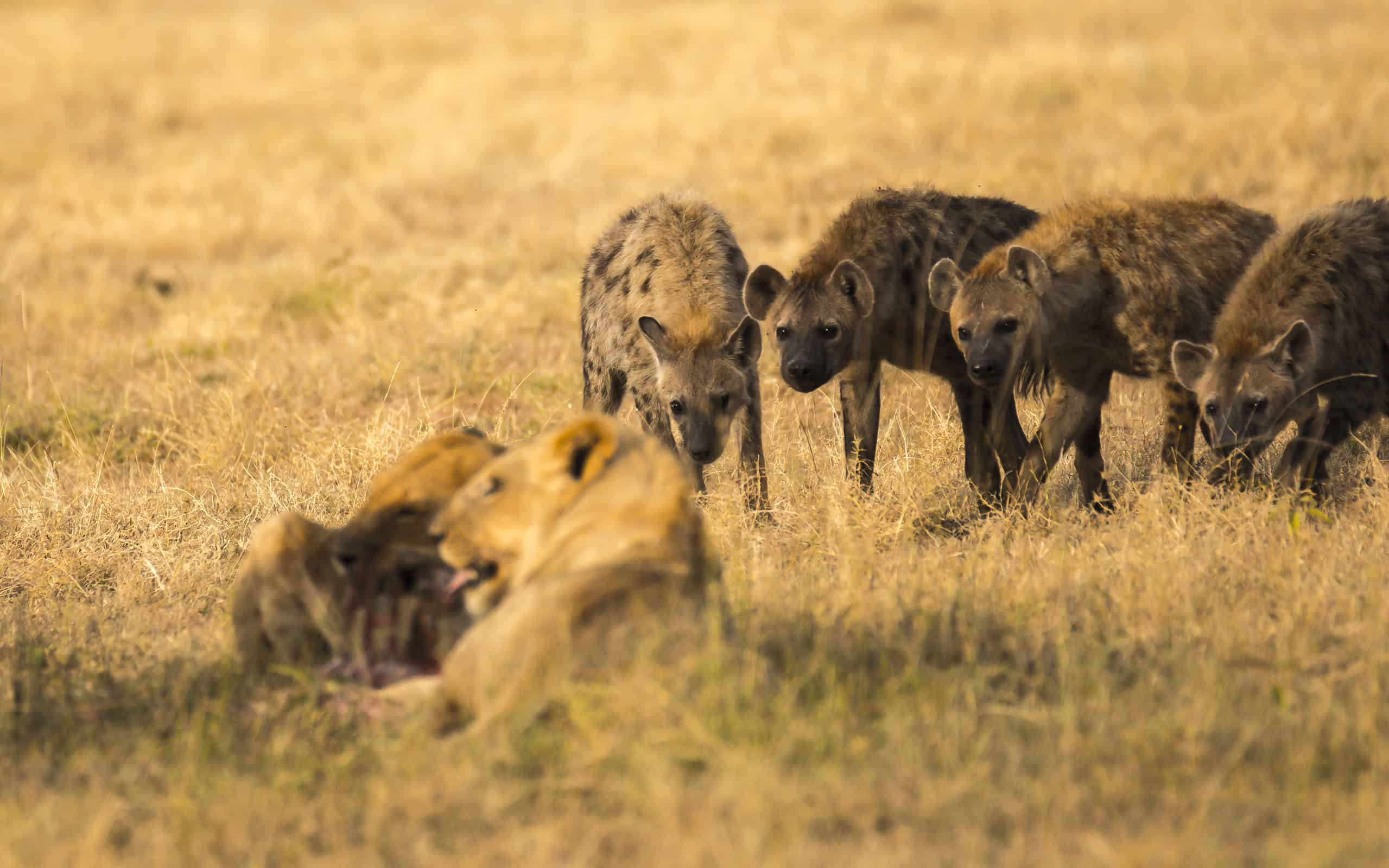 Hyenas versus lions