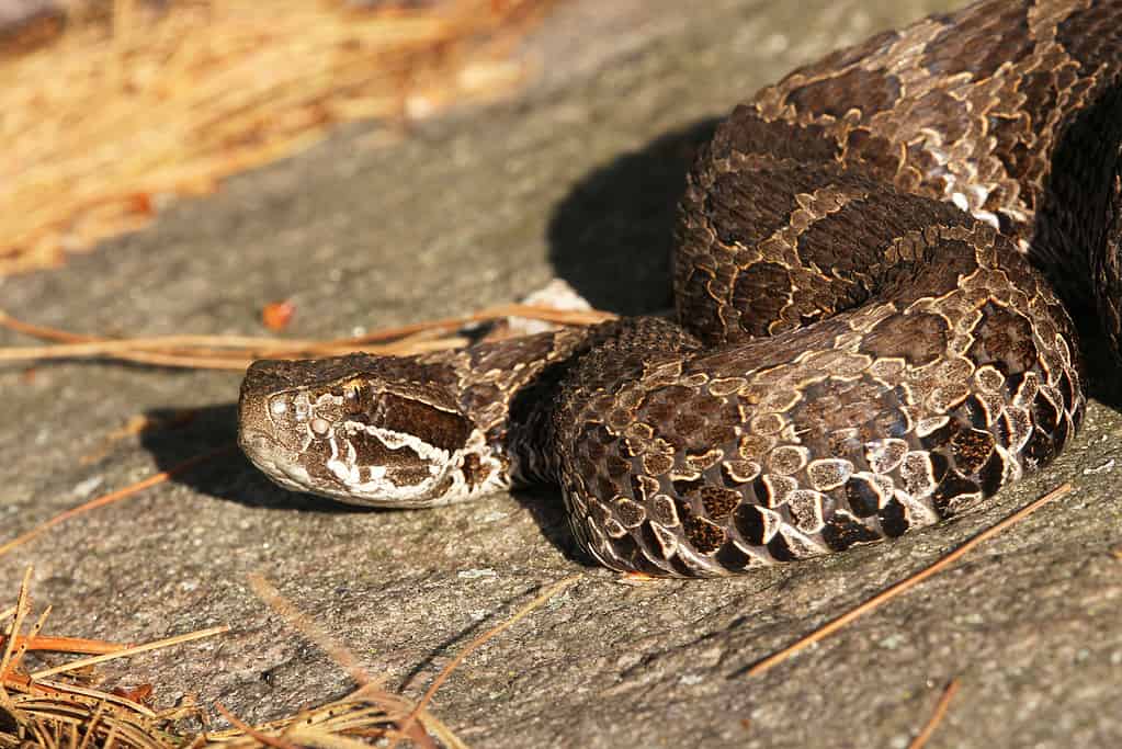 Eastern Massasauga Rattlesnake (Sistrurus catenatus)