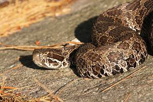 Rattlesnake Lifespan: How Long Can These Snakes Live? Picture