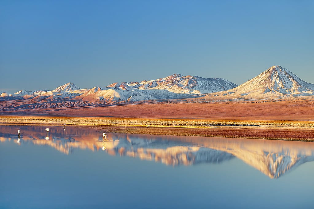 Wild Flamingos