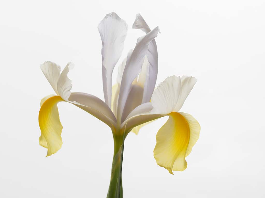 Beautiful Dutch iris