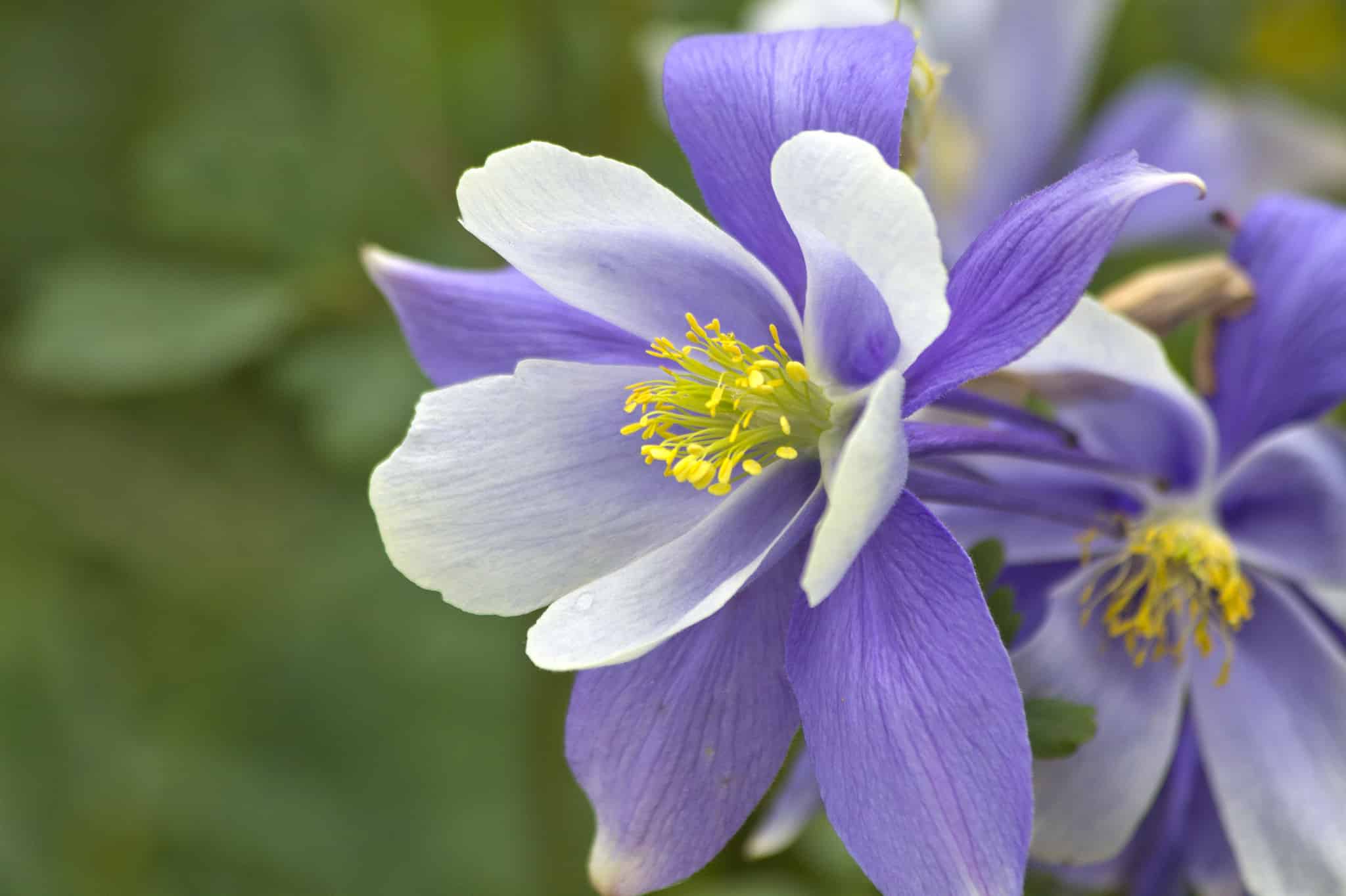 59 Great Chinese Cat Names and Their Meanings AZ Animals