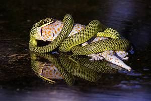 How Often Do Snakes Eat? Discover the Eating Habits of Popular Species photo