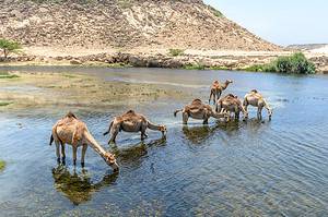 How Long Can a Camel Go Without Water? Picture