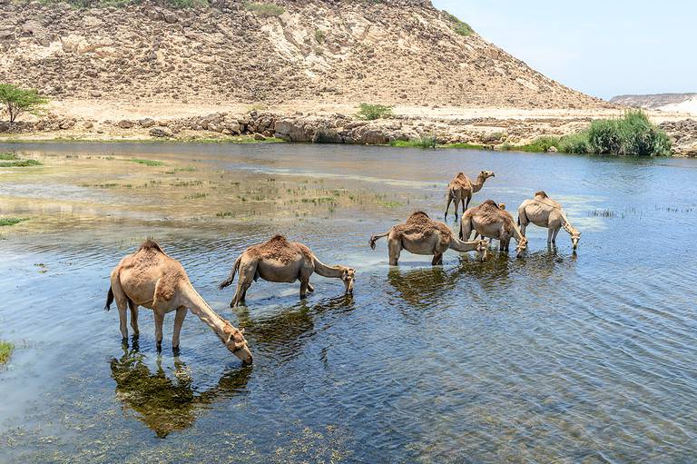 Dromedaries at Wadi Darbat, Taqah (Oman)