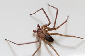 Brown Recluse Spiders in Kentucky: Habitats, Behavior, and How to Avoid Them Picture