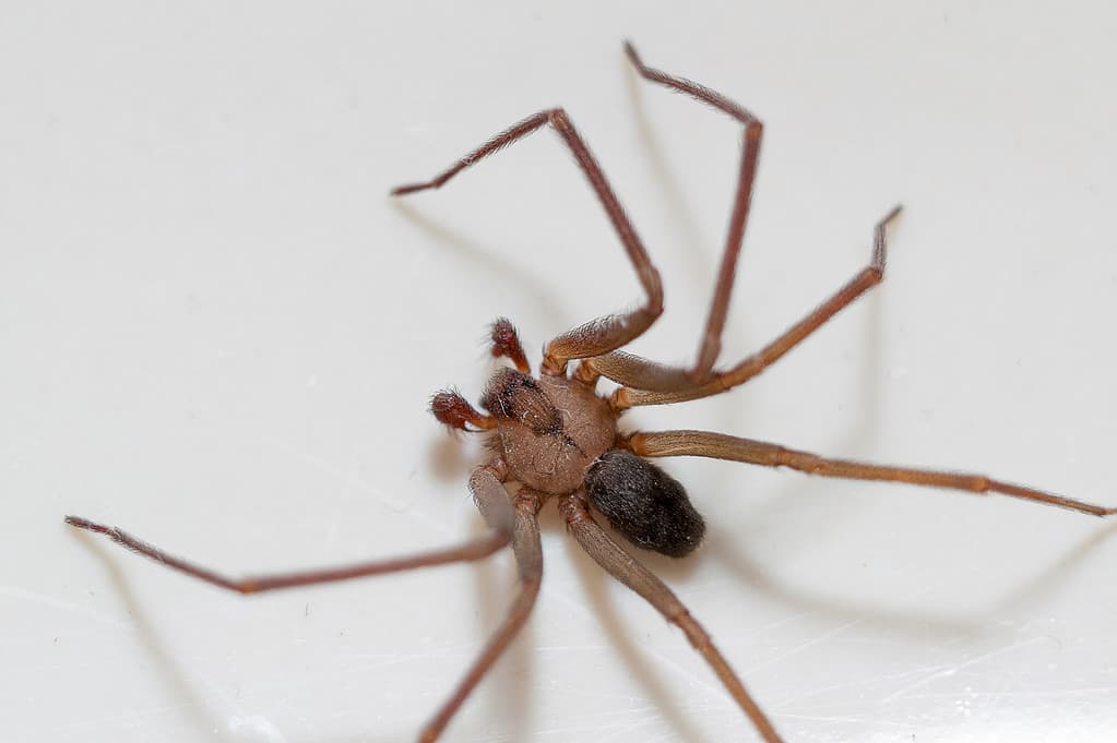 Brown Recluse Spider, Animal Markings, Arachnid, Close-up, Color Image