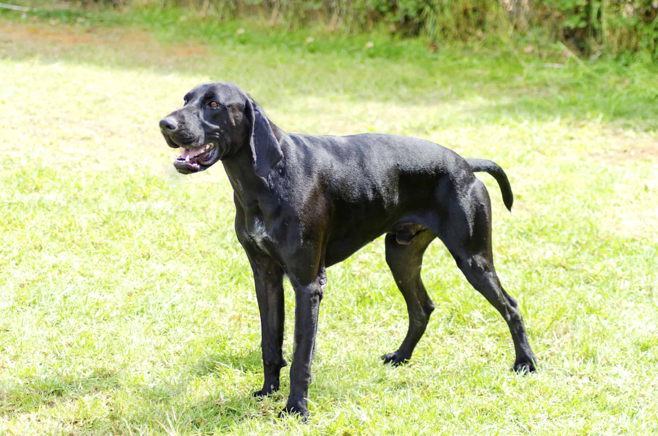 black pointer puppy