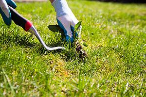 Discover the Best Time of Year to Plant Grass in the Midwest photo