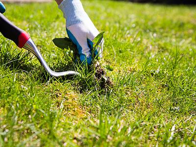 A Discover the Best Time of Year to Plant Grass in the Midwest